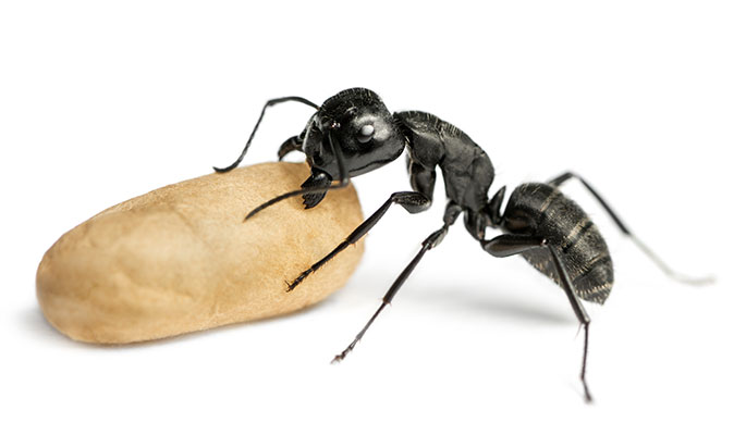 Carpenter Ants 01