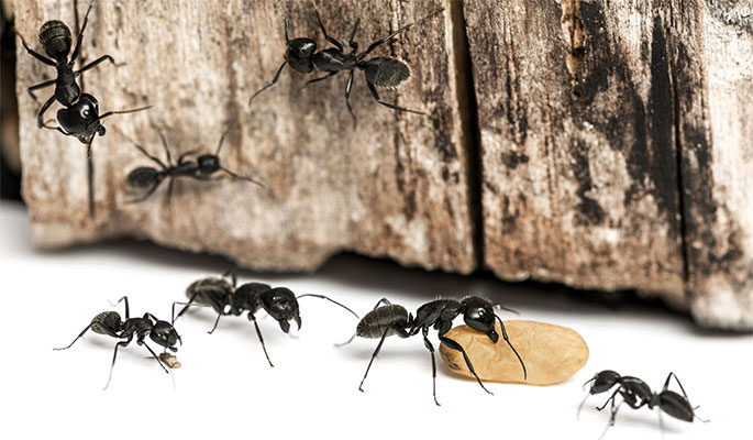 Carpenter Ants 04