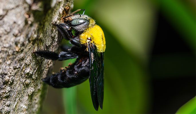 Carpenter Bees 02