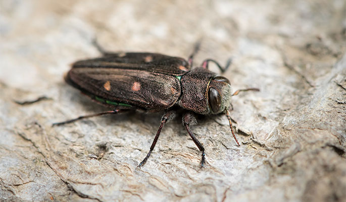 Wood Boring Beetles 05